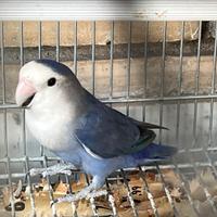 Pappagallo inseparabile femmina