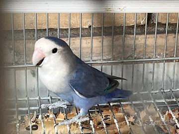 Pappagallo inseparabile femmina