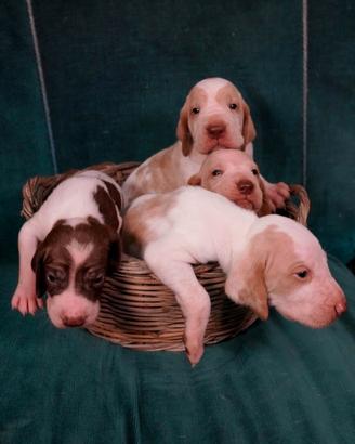 Cuccioli di bracco italiano