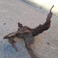 Radice acquario / rettilario