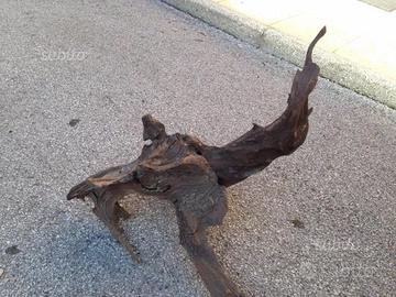 Radice acquario / rettilario