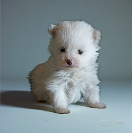 Spitz pomerania con pedigree Enci