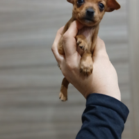Mini pincher toy