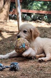 Cucciola Golden retriever 