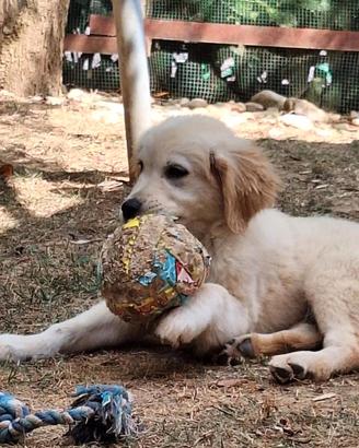 Cucciola Golden retriever 
