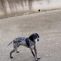 Cani da caccia e da compagnia