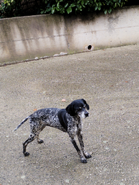 Cani da caccia e da compagnia