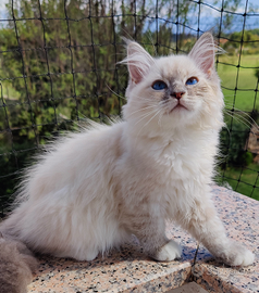 Gattina Siberiana Ipoallergenica Purissima