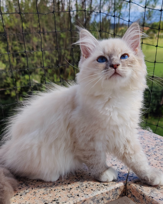 Gattina Siberiana Ipoallergenica Purissima