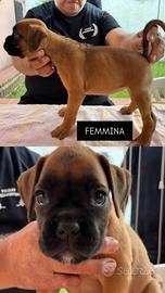 Cuccioli boxer