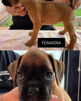 Cuccioli boxer