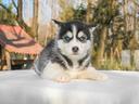 cucciolina-femmina-di-husky-bianco-e-nero