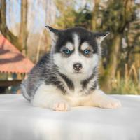 Cucciolina femmina di Husky bianco e nero