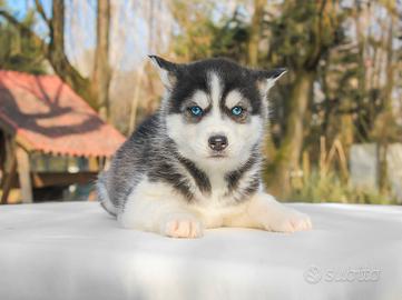 Cucciolina femmina di Husky bianco e nero