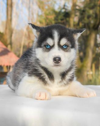 Cucciolina femmina di Husky bianco e nero