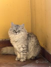 Gatta persiana silver  per accoppiamento