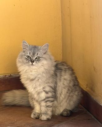 Gatta persiana silver  per accoppiamento