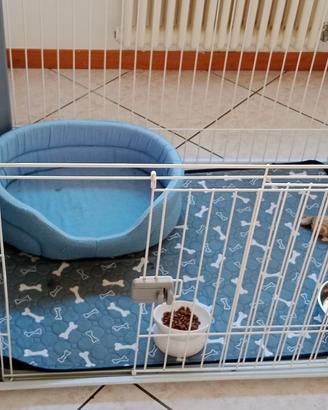 Recinto (da interno) per cani di piccola taglia