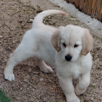 Golden retriever pedigree enci