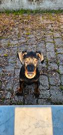 Cucciolo dobermann
