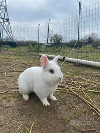 Maschio coniglio testa di leone