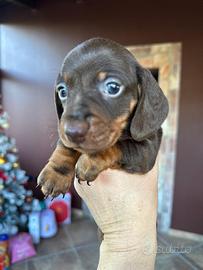 Bassotti tedeschi kaninchen a pelo corto