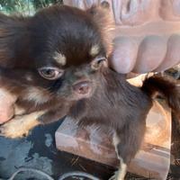 Fratellini Chihuahua Toy con Pedigree di 6 mesi