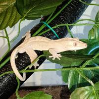 Geco Ciliatus con teca