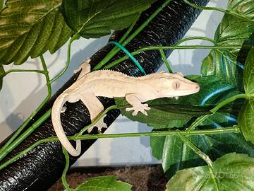 Geco Ciliatus con teca