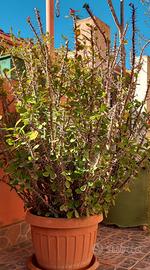 pianta spina di cristo