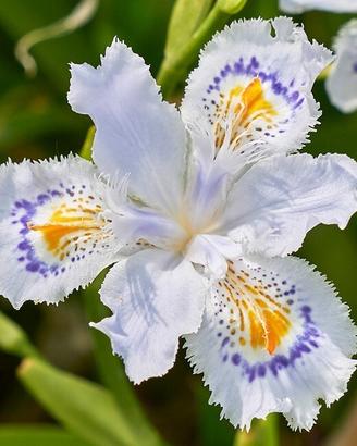 piante perenni
