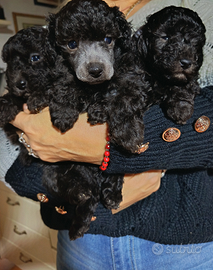 Barboncini toy e nani