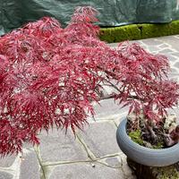 Bonsai Acero rosso giapponese