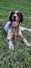 Cane setter inglese