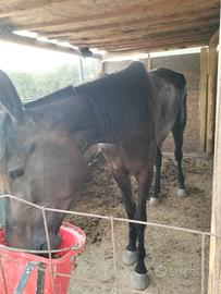 Cavallo