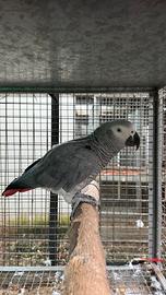 Pappagallo cenerino