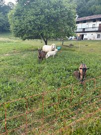 Capre e pecore