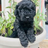 Cuccioli di barboncino