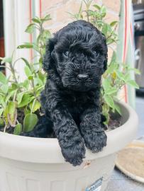 Cuccioli di barboncino