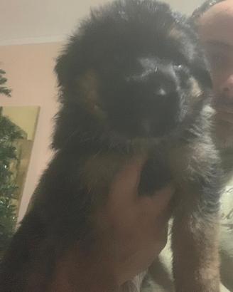 Allevamento di pastore tedesco