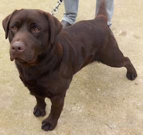 Choco Labrador da Monta
