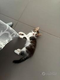 Gatto gatto cucciolo pelo lungo tigrato