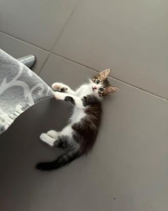 Gatto gatto cucciolo pelo lungo tigrato