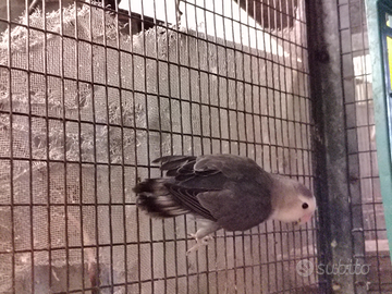 Inseparabili roseicollis