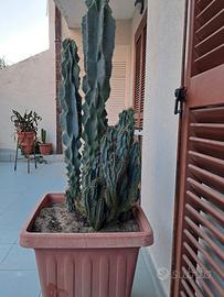 Pianta grassa alta 180 cm comprensivo di vaso