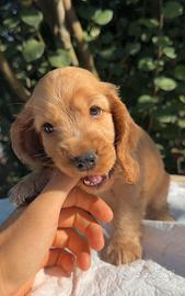 Cocker Spaniel Inglese CUCCIOLI fulvo