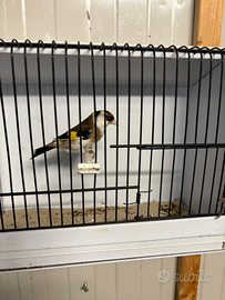 Disponibile ultimi 3 ardellini pezzati novelli