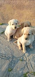 Cuccioli Labrador