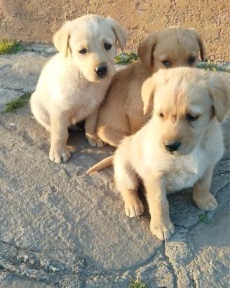 Cuccioli Labrador