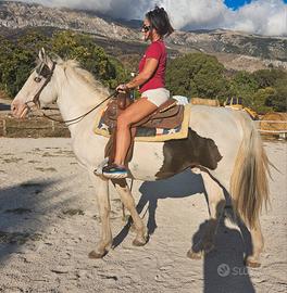 Cavallo
